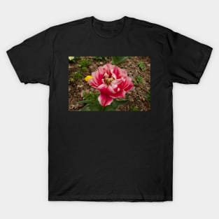 Pink Double early Tulip T-Shirt